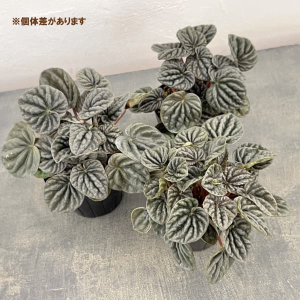 ぺぺロミア ：sp.グレー（カペラータ系）3号ポット