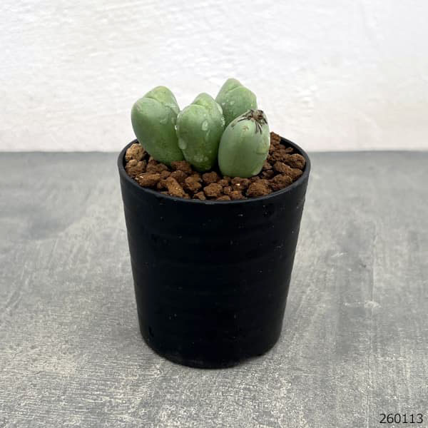 コノフィツム：花おどり　2.5号ポット