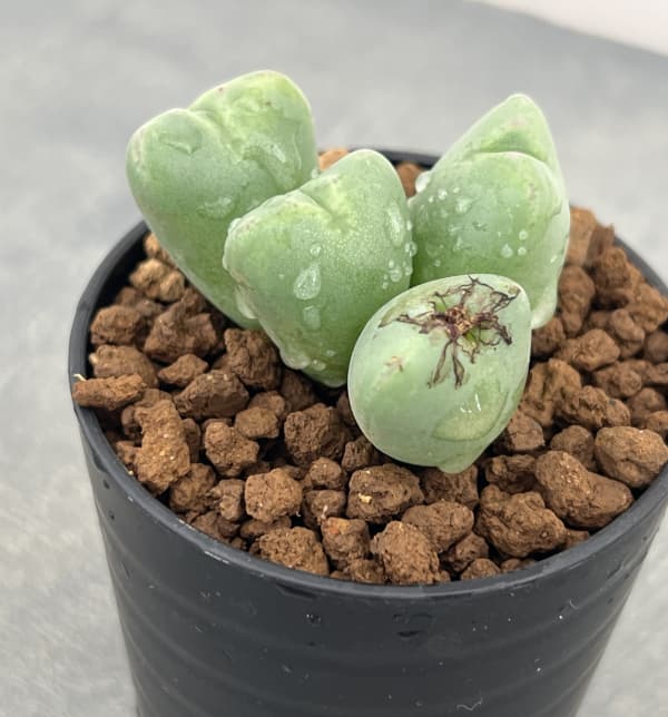 コノフィツム：花おどり　2.5号ポット