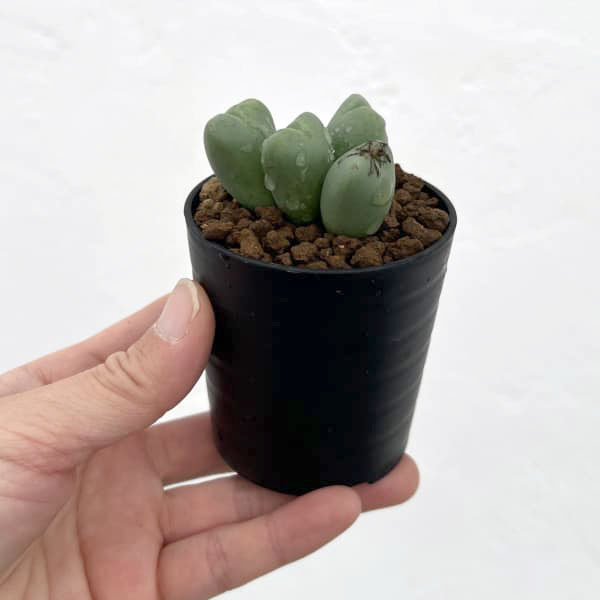 コノフィツム：花おどり　2.5号ポット