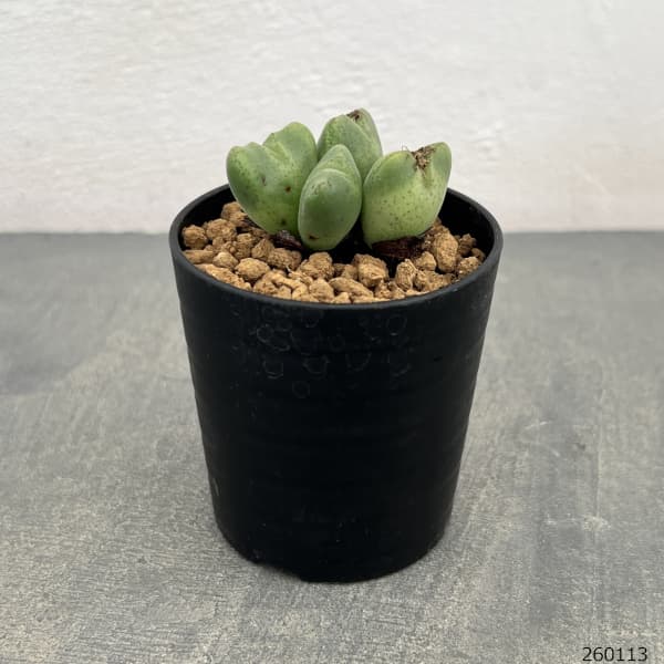 コノフィツム：御所車　2.5号ポット