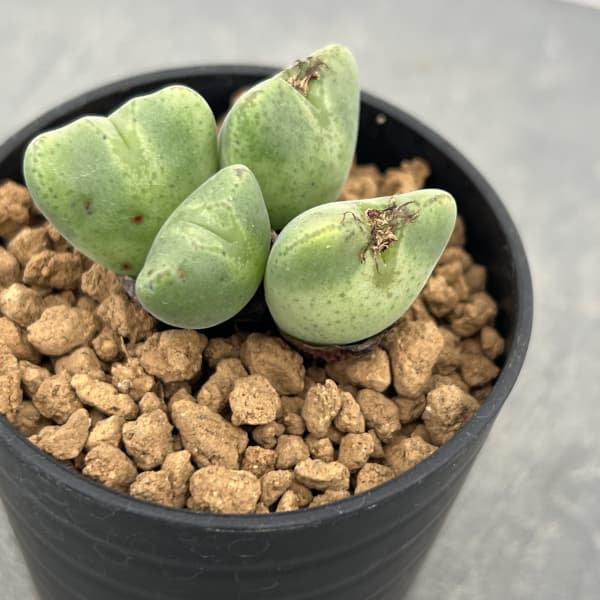 コノフィツム：御所車　2.5号ポット