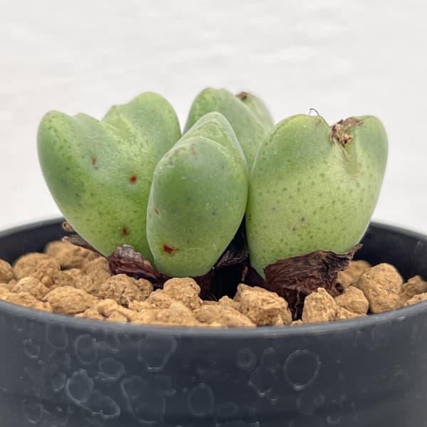 コノフィツム：御所車　2.5号ポット