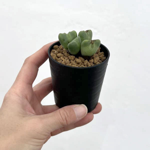 コノフィツム：御所車　2.5号ポット