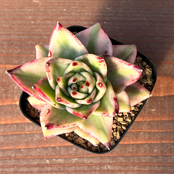 エケベリア：アイケソウル錦　2.5号ポット