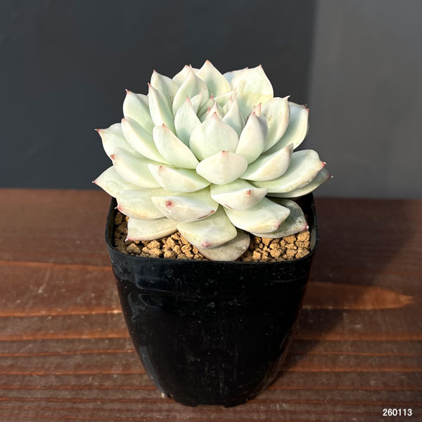 エケベリア：ディッピー錦　2.5号ポット