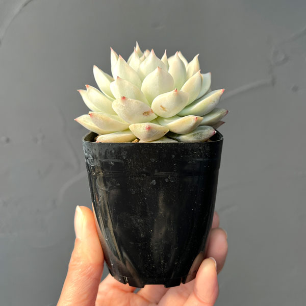 エケベリア：ディッピー錦　2.5号ポット