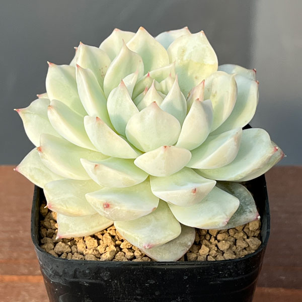 エケベリア：ディッピー錦　2.5号ポット