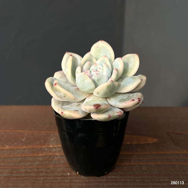 エケベリア：モンロー錦　2.5号