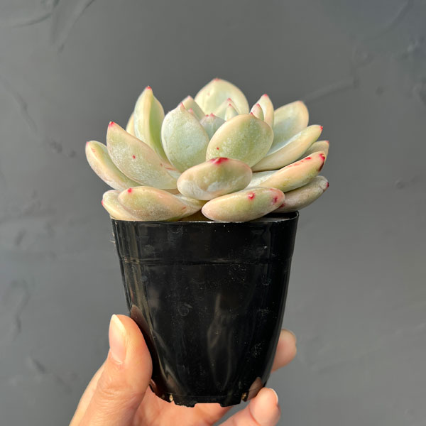 エケベリア：モンロー錦　2.5号