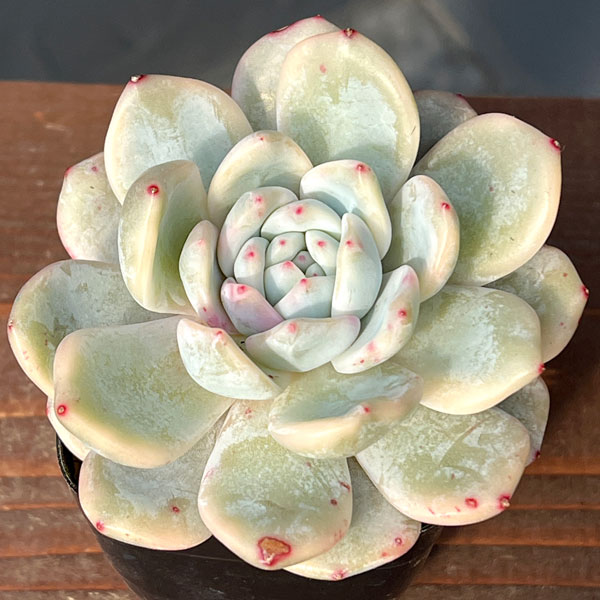 エケベリア：モンロー錦　2.5号