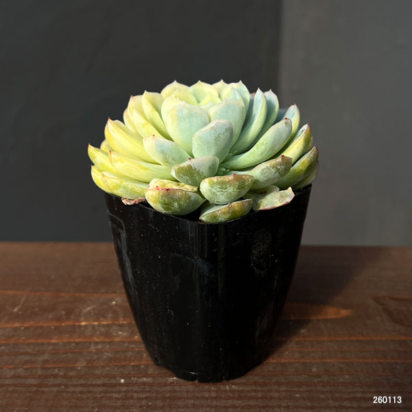 エケベリア：ツインベリー錦　2.5号