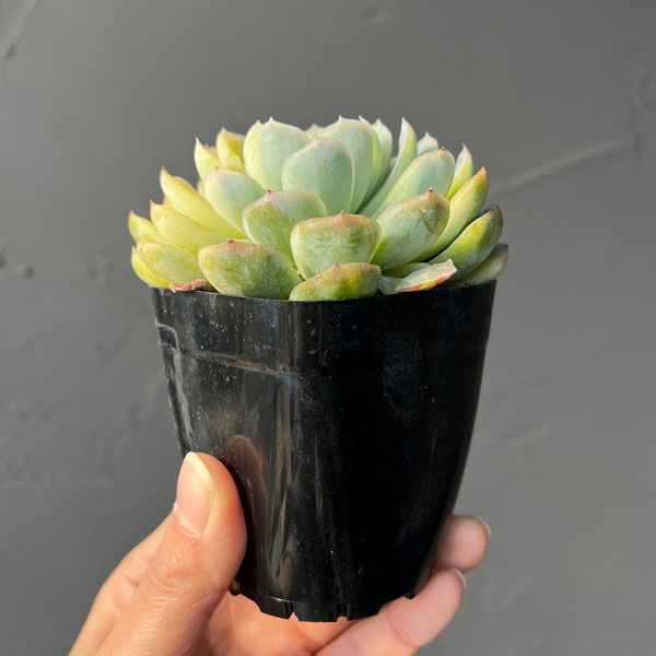 エケベリア：ツインベリー錦　2.5号