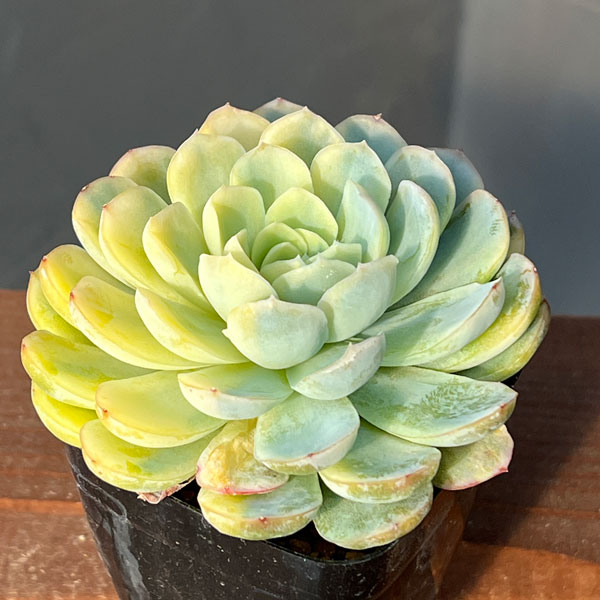 エケベリア：ツインベリー錦　2.5号