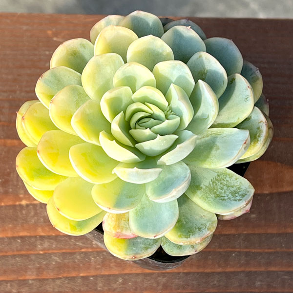 エケベリア：ツインベリー錦　2.5号