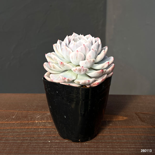 エケベリア：スノーバル錦　2.5号