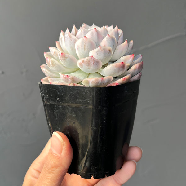 エケベリア：スノーバル錦　2.5号