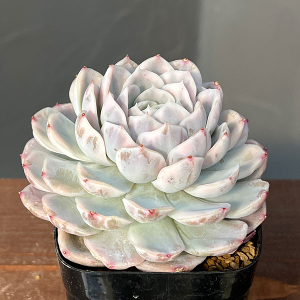 エケベリア：スノーバル錦　2.5号