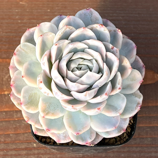 エケベリア：スノーバル錦　2.5号