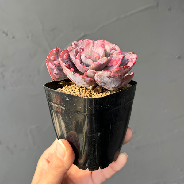 エケベリア：ビヨンセ錦　2.5号ポット