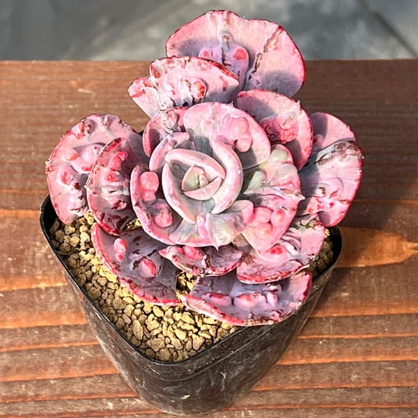 エケベリア：ビヨンセ錦　2.5号ポット