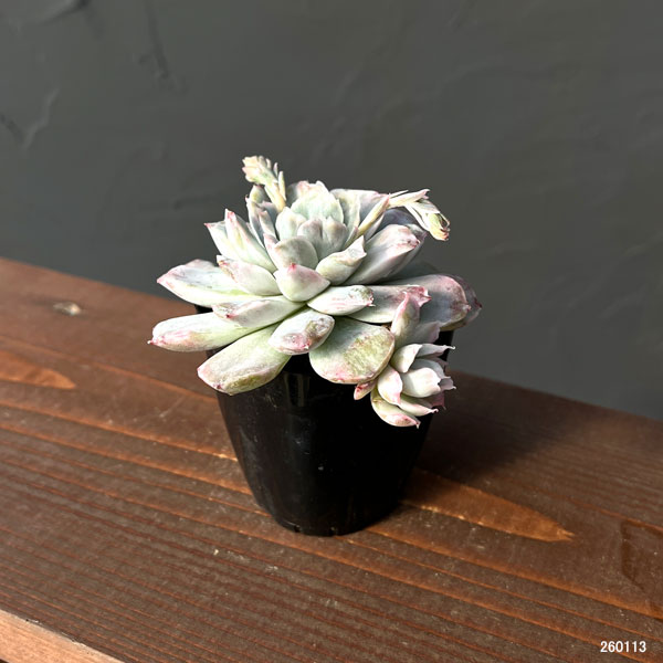 エケベリア：シンプソンズ錦　2.5号ポット