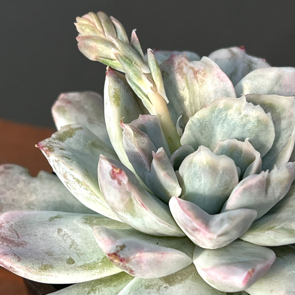 エケベリア：シンプソンズ錦　2.5号ポット