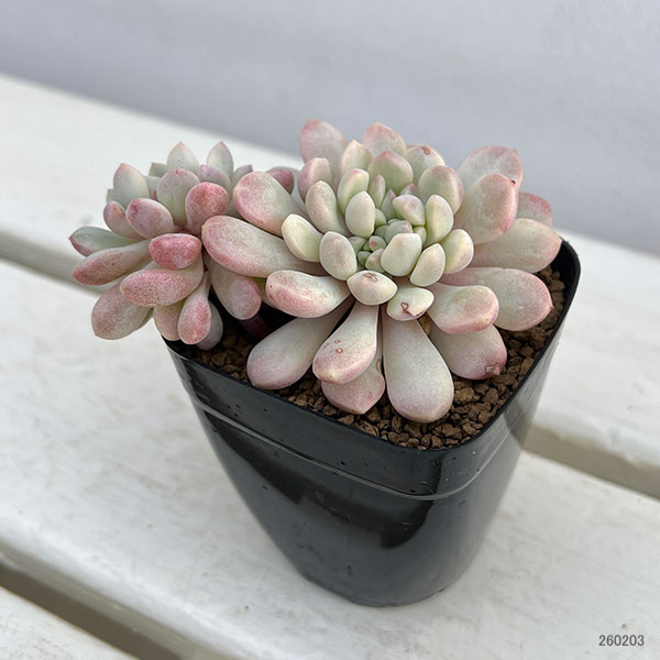 エケベリア：レッドバル錦　2.5号ポット