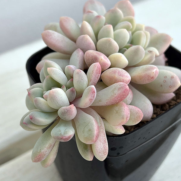 エケベリア：レッドバル錦　2.5号ポット