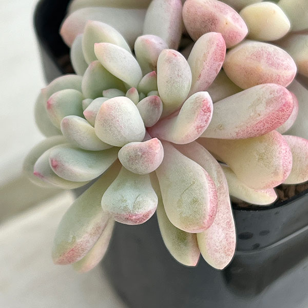 エケベリア：レッドバル錦　2.5号ポット