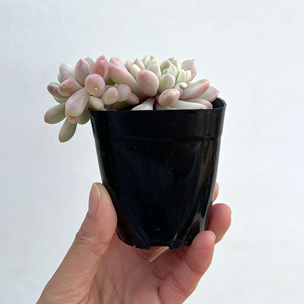 エケベリア：レッドバル錦　2.5号ポット