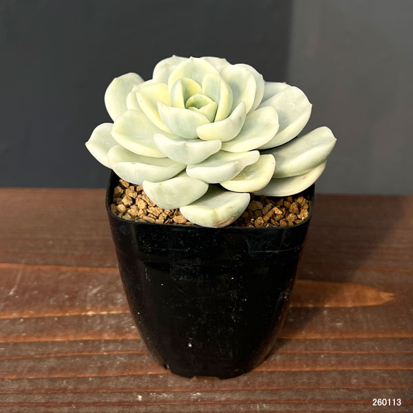 エケベリア：フレンドシップ錦　2.5号ポット