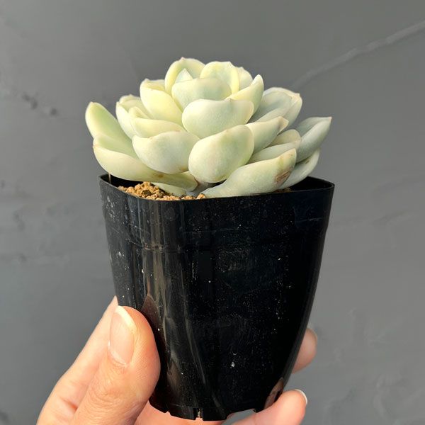 エケベリア：フレンドシップ錦　2.5号ポット