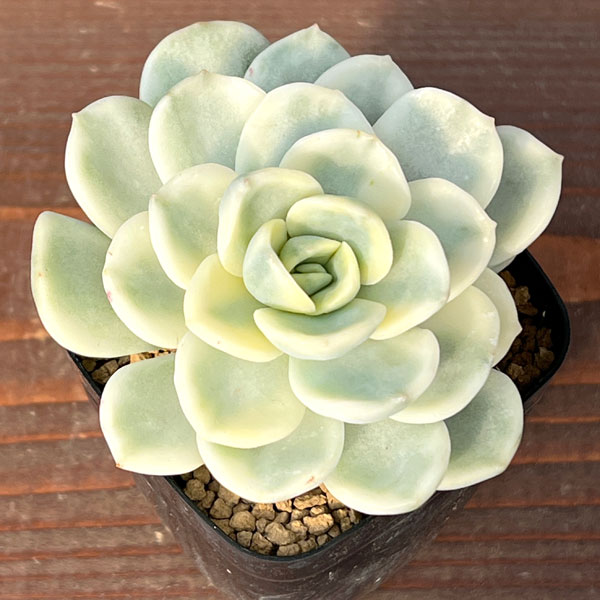 エケベリア：フレンドシップ錦　2.5号ポット