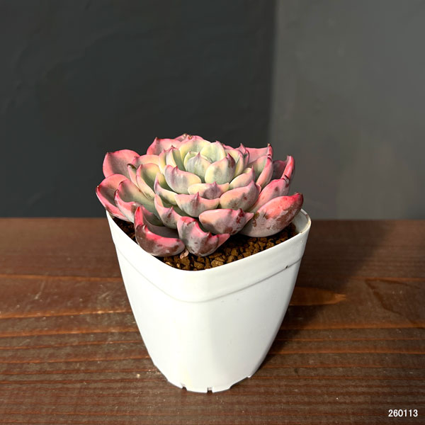 エケベリア：レインドロップ錦　2.5号ポット