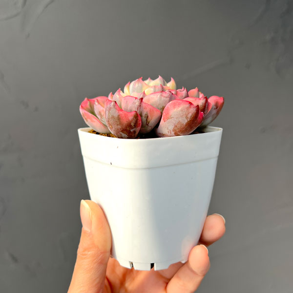 エケベリア：レインドロップ錦　2.5号ポット