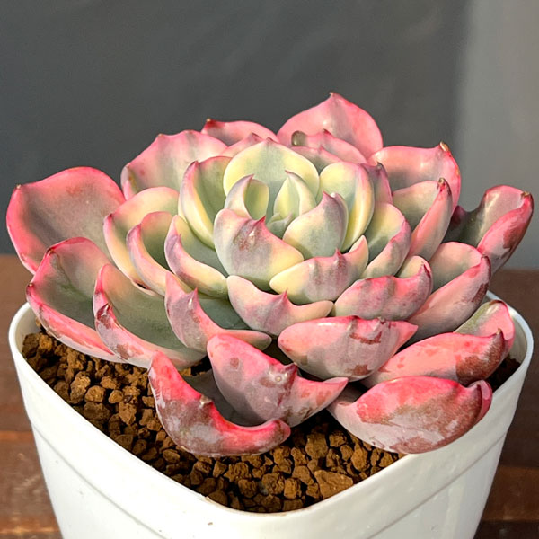 エケベリア：レインドロップ錦　2.5号ポット