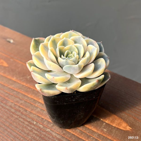 エケベリア：タイニーバーガー錦　2.5号ポット