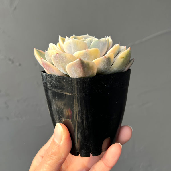 エケベリア：タイニーバーガー錦　2.5号ポット