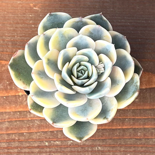 エケベリア：タイニーバーガー錦　2.5号ポット