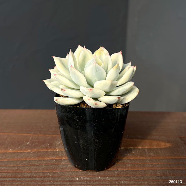 エケベリア：ムーンフェアリー錦　2.5号ポット