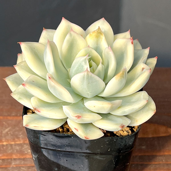 エケベリア：ムーンフェアリー錦　2.5号ポット