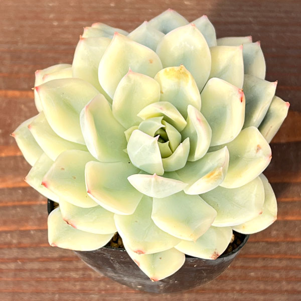 エケベリア：ムーンフェアリー錦　2.5号ポット