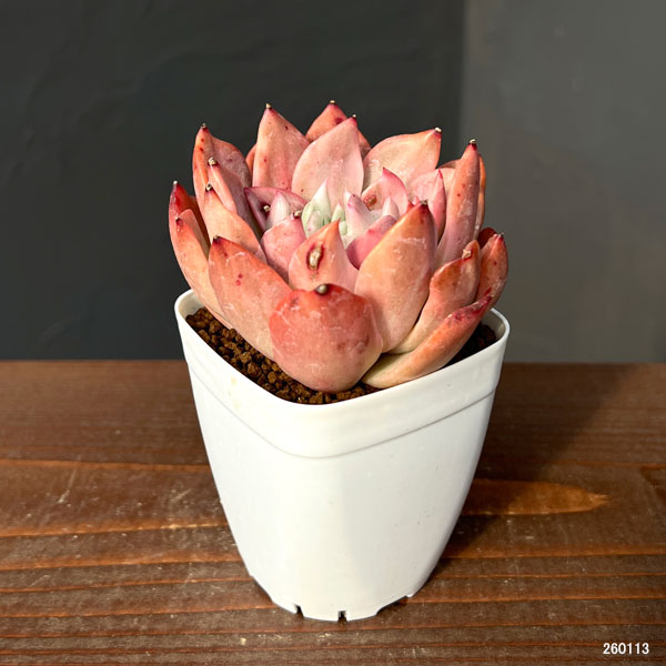 エケベリア：フローリアナ錦　2.5号ポット