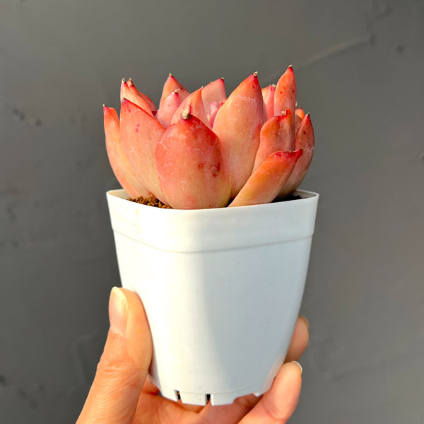 エケベリア：フローリアナ錦　2.5号ポット