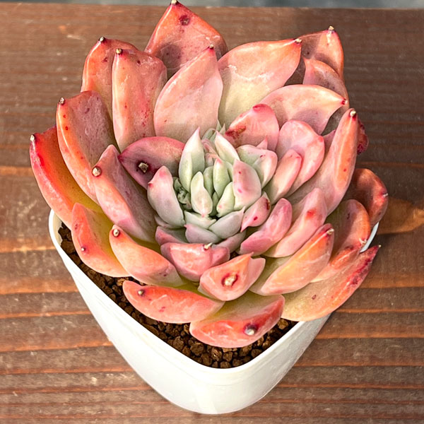 エケベリア：フローリアナ錦　2.5号ポット