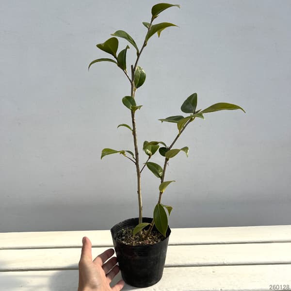 ツバキ(椿):ユキツバキ春日山(かすがやま)3.5号ポット