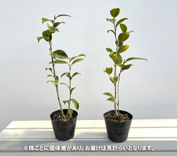 ツバキ(椿):ユキツバキ春日山(かすがやま)3.5号ポット