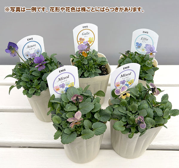 ビオラ：エムズビオラ（いろいろアソート）3号ロングポット 3株セット
