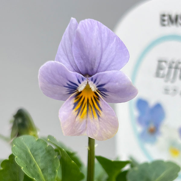 ビオラ：エムズビオラ（いろいろアソート）3号ロングポット 3株セット